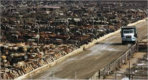Image result for grass fed cows