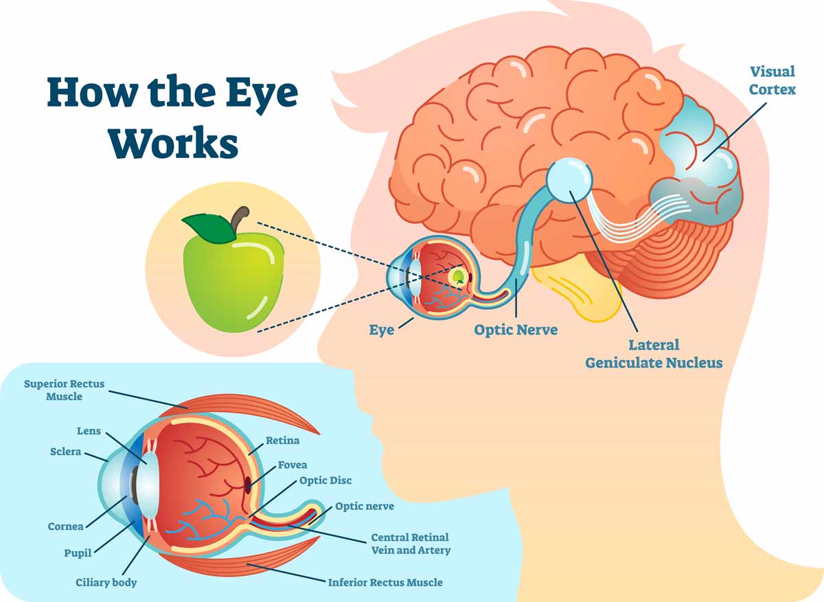 how the eye works