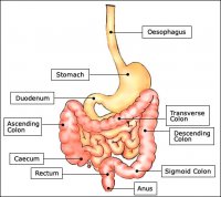 gastrointestinal.jpg