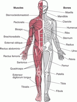 musculoskeletal.gif